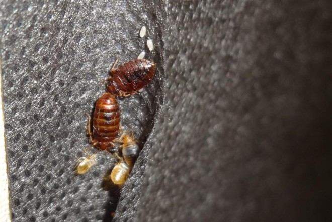 сколько зреют яйца клопа. Смотреть фото сколько зреют яйца клопа. Смотреть картинку сколько зреют яйца клопа. Картинка про сколько зреют яйца клопа. Фото сколько зреют яйца клопа сколько зреют яйца клопа. Смотреть фото сколько зреют яйца клопа. Смотреть картинку сколько зреют яйца клопа. Картинка про сколько зреют яйца клопа. Фото сколько зреют яйца клопа