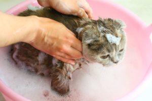 Могут ли кошачьи блохи кусать человека и перейти на него