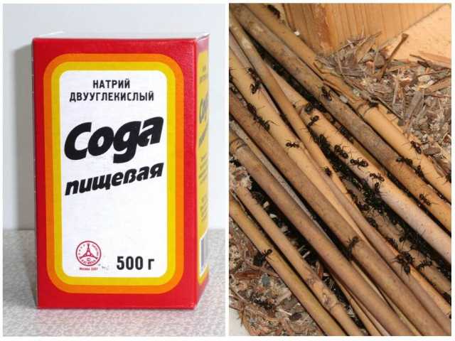 Сода от муравьев на огороде