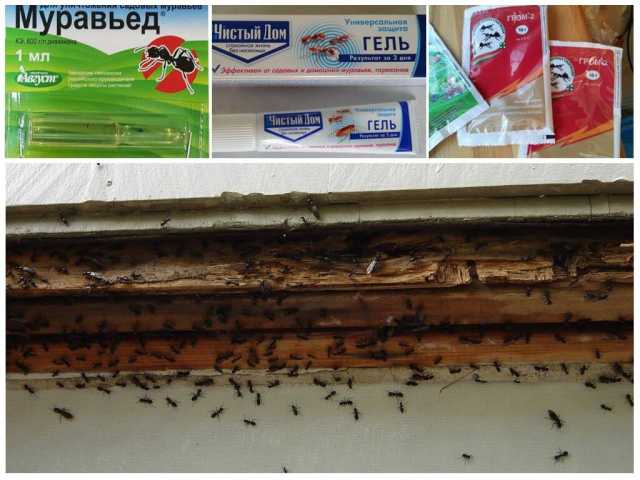 Как избавиться от муравьев в бревенчатой бане